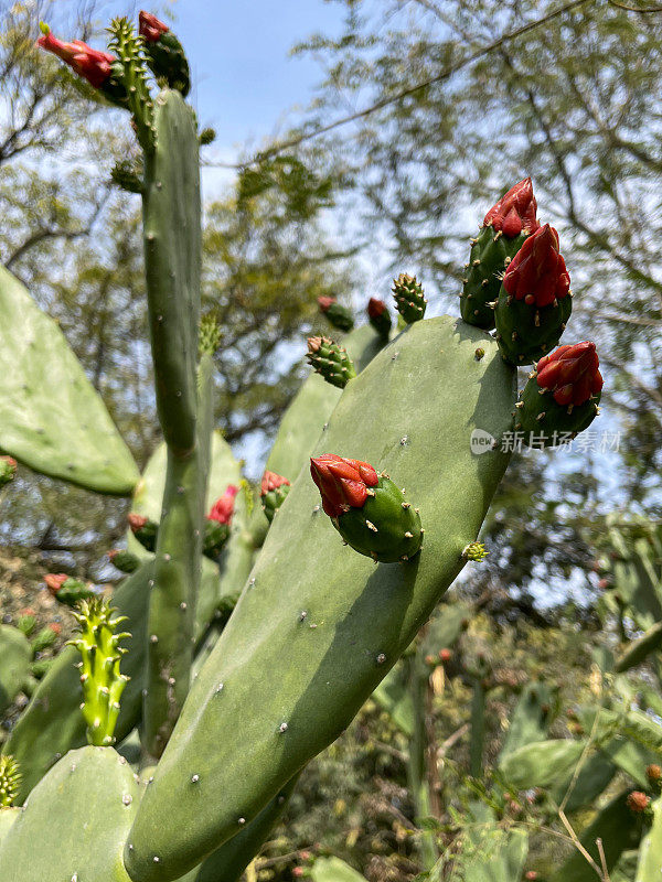 热带花园种植的刺梨仙人掌(Opuntia stricta)的特写图像，仙人掌垫上的红色花蕾，nopales，重点在前景